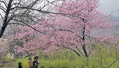 Dân buôn bỏ cuộc, dân vùng cao lo mất Tết vì đào rừng khó về xuôi