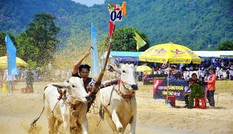 Có gì bên trong Hội đua bò Bảy Núi khiến 2 vạn người đội nắng đến xem?