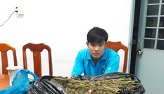 Bắt giữ hàng chục kg thảo mộc nghi là cần sa