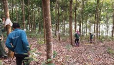 Cây cao su có thải khí CO2 hay không?