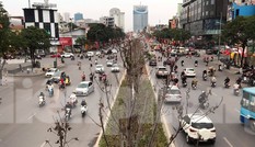 Qua ba mùa rét, hàng phong trồng tại Hà Nội vẫn chưa đỏ lá