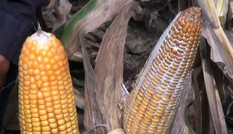 Ngô thối bắp, thiệt hại đủ bề