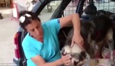 Dân mạng phẫn nỗ chủ buộc chó vào đuôi ôtô, kéo lê trên đường