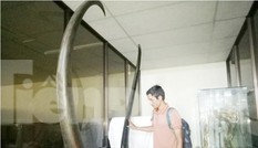 Chiêm ngưỡng sừng trâu vô danh ‘độc nhất vô nhị’ ở Bình Dương