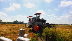 Giá cao, lúa gạo khởi sắc