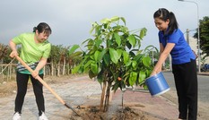 Chạy Marathon, trồng cây xanh ‘chống biến đổi khí hậu’