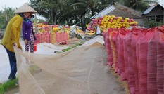 Giá lúa cấp thấp tăng cao, vượt cả lúa thơm