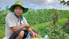 ĐBSCL: Giá thịt heo tăng, nhiều loại rau củ quả giảm