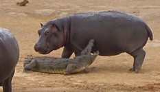 Đàn voi giải cứu cá sấu khỏi chú hà mã con 'tăng động'