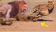 Báo cheetah nhận cái kết thảm trong hàm sư tử