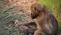 Báo hoa mai con chết thảm khi rơi vào tay khỉ đầu chó ‘hậu đậu’