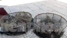Thả hàng chục cá thể chim Gầm Ghì lưng nâu săn bẫy trái phép về môi trường tự nhiên