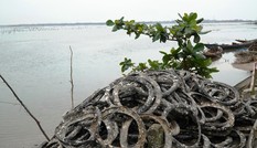 Công bố nghiên cứu khoa học nghề nuôi hàu lạ lùng ‘đầu độc’ đầm nước danh thắng Lăng Cô