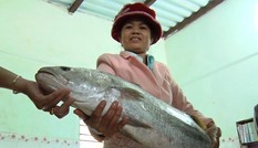 Ngư dân Quảng Nam bắt được cá nghi sủ vàng quý hiếm