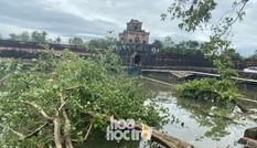 Thừa Thiên - Huế: Trạm xe buýt bị hư hại, cây xà cừ trăm tuổi bật gốc vì bão số 13