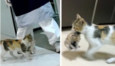 Xúc động khi thấy mèo mẹ đem con vào khu cấp cứu của bệnh viện nhờ giúp đỡ