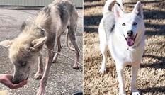 Từng bị chủ bỏ đói để trả thù, chú chó husky đã “biến hình” ngoạn mục khi được chăm sóc