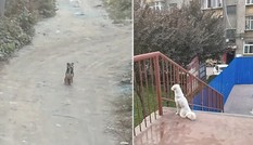 Bị ngăn cách bởi tường rào trường đại học, hai chú chó cứ ngồi đợi nhau kể cả lúc trời mưa