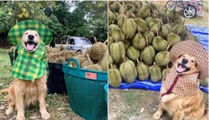 “Chủ” sạp trái cây dễ thương nhất thế giới: Đi mua sầu riêng, được khuyến mãi nụ cười duyên!