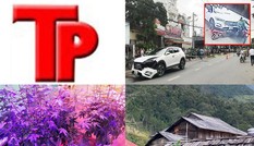 Bản tin Hình sự: Bất ngờ với lời khai của 9X về tác dụng của đèn chiếu sáng với cây cần sa