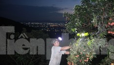 Vải thiều vào chính vụ, nông dân thu hoạch thâu đêm