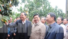 Bộ trưởng Nguyễn Xuân Cường 'xông đất' vựa cây ăn quả Bắc Giang