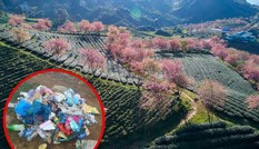 Sa Pa: Đồi chè Ô Long phải đóng cửa do nhiều du khách vô ý thức thi nhau xả rác, ngắt hoa