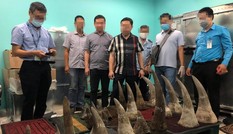 Phát hiện lô sừng tê giác hơn 90kg nhập lậu qua sân bay Tân Sơn Nhất