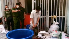 Đột kích cơ sở mỗi ngày tuồn hàng tấn ốc 'ngậm' hóa chất ra thị trường