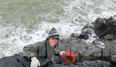 Người dân Quảng Ngãi đội sóng đi hái 'lộc biển'