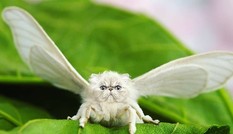 "Người ấy là ai" phiên bản có 1-0-2, đảm bảo bạn sẽ cười lăn cho xem!