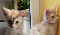 Bộ ảnh này sẽ cho bạn thấy tình yêu thương có sức mạnh vô cùng diệu kỳ