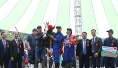 Đẻ 3 lứa vẫn đăng quang 'Hoa hậu' bò sữa Mộc Châu năm 2019