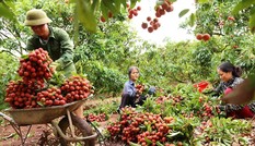 Bộ Công Thương đề xuất giám sát xuất khẩu vải thiều gây hiểu nhầm, trái thông lệ quốc tế