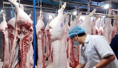 Khai trương trạm trung chuyển thịt lợn đầu tiên tại miền Bắc