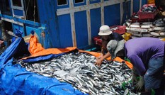 Cần giảm cường lực khai thác, tăng diện tích nuôi biển