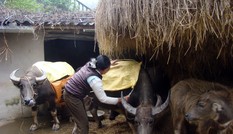 Bảo vệ 4 triệu con trâu bò ở phía Bắc trước rét đậm, rét hại