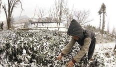 Đợt rét đậm, rét hại khả năng gây mưa tuyết, chủ động cho học sinh nghỉ học