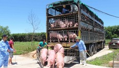 Cảnh báo nhập lợn từ Thái Lan, rồi xuất 'chui' qua Trung Quốc