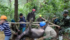 Trung ương yêu cầu Thừa Thiên-Huế làm rõ nguyên nhân trâu bò chết rét 'nhiều chưa từng thấy'