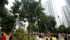 Chuyện lạ Hà Thành: Dân phố kéo ra vỉa hè mở hội hái xoài