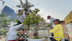 Người trồng mai ở TPHCM gấp rút tỉa lá, trâu vàng 'cõng' quất hút khách miền Tây