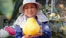 Bưởi 'khổng lồ' ở Hải Phòng cháy hàng ngày cận Tết