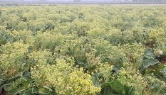 Xót xa cảnh súp lơ ở Hải Dương nở hoa vàng cả cánh đồng