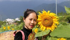 Lạc bước chẳng muốn về ở đồi hoa hướng dương