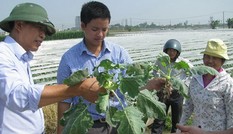 Bệnh viện cây trồng