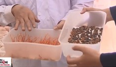 Cách phân biệt đông trùng hạ thảo thật - giả