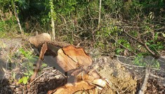 Cận cảnh khu rừng phòng hộ bị bán trái phép