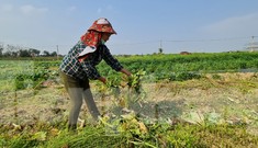 Rau ế ẩm, nông dân ngấn lệ đào bỏ làm thức ăn cho gia súc