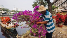 Sôi động cảnh hoa Tết miền Tây theo ghe lên thành phố